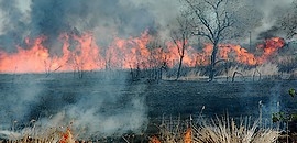 Kigyulladt a nádas Szántódnál