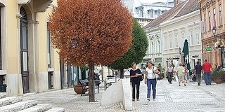 Megbetegedtek a fák a Jókai téren és a Mecseken is bőven van még fertőzött fenyő Megbetegedtek a fák a Jókai téren és a Mecseken is bőven van még fertőzött fenyő
