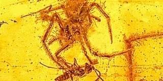 100 millió éves póktámadást őriz egy borostyánkő 100 millió éves póktámadást őriz egy borostyánkő