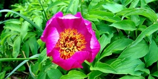 Véget ér a Kelet-Mecsek élőhelyvédelmi programja