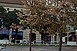 Sorvadnak a Centrum parkoló fái, sajnos nem bírják a belvárosi környezetterhelést Sorvadnak a Centrum parkoló fái, sajnos nem bírják a belvárosi környezetterhelést