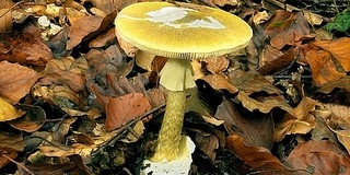 Gyilkos galócát kínáltak, négy embert keres a rendőrség