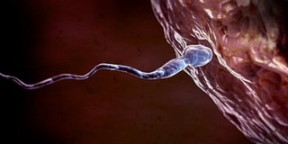 Jó hír: rákkezelés után is helyreállítható a hímivarsejtek minősége Jó hír: rákkezelés után is helyreállítható a hímivarsejtek minősége