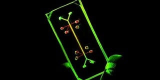 Az emberi tüdőt modellező mikrochipen tesztelhetik a gyógyszereket Az emberi tüdőt modellező mikrochipen tesztelhetik a gyógyszereket
