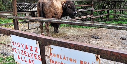 Egy év múlva indulhat az állatkert felújítása, vidámparkunk viszont, úgy néz ki, jó darabig nem lesz Egy év múlva indulhat az állatkert felújítása, vidámparkunk viszont, úgy néz ki, jó darabig nem lesz
