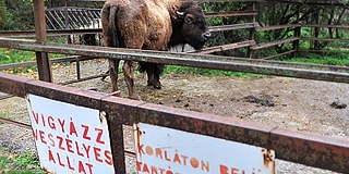 Egy év múlva indulhat az állatkert felújítása, vidámparkunk viszont, úgy néz ki, jó darabig nem lesz Egy év múlva indulhat az állatkert felújítása, vidámparkunk viszont, úgy néz ki, jó darabig nem lesz