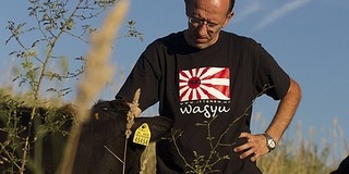 Wagyu marhát tenyészt Ófalun a pécsi nemesi sarj - kilója 30 ezer forint Wagyu marhát tenyészt Ófalun a pécsi nemesi sarj - kilója 30 ezer forint