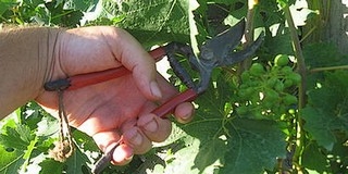 Metszési bemutatót szerveznek a PTE TTK szőlész kutatói szerdán