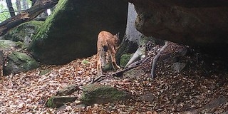 Hiúz járt a Zemplénben: a nagy hó miatt jött idáig