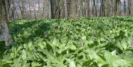 Két hét múlva rendezik a Medvehagyma-fesztivált Orfűn Két hét múlva rendezik a Medvehagyma-fesztivált Orfűn