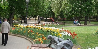 Reszkethetnek a tulipántolvajok - speciális festékkel jelöli a BIOKOM a sarjadó növényeket Reszkethetnek a tulipántolvajok - speciális festékkel jelöli a BIOKOM a sarjadó növényeket