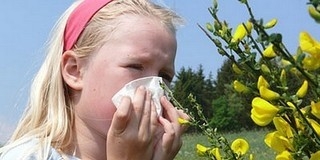 Nehezedik az allergiások élete: ellepték a pollenek a levegőt Nehezedik az allergiások élete: ellepték a pollenek a levegőt