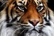 Tigris várta a női vécében, de megőrizte lélekjelenlétét Tigris várta a női vécében, de megőrizte lélekjelenlétét