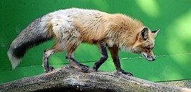 Tűzróka a pécsi állatkertben