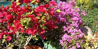 Kinyílt a tündérrózsa az egyetem botanikus kertjében