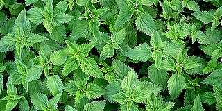 Pécsett a csalán, a pázsitfű és a gomba kínozza az allergiásokat Pécsett a csalán, a pázsitfű és a gomba kínozza az allergiásokat