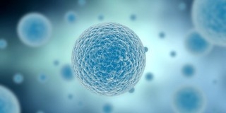 Sejten belül forgattak filmet német mikrobiológusok Sejten belül forgattak filmet német mikrobiológusok