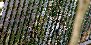 Majomház a jogi kar udvarán: húsz éve próbálkoznak az elköltöztetésével, de nem megy