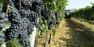 Villányban készült a legtöbb Pannon bor Villányban készült a legtöbb Pannon bor