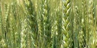 Kimagasló az őszi búza termésátlaga Baranyában is