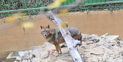 A pécsi zoo is csatlakozott az Állatkertek éjszakájához A pécsi zoo is csatlakozott az Állatkertek éjszakájához