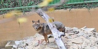 A pécsi zoo is csatlakozott az Állatkertek éjszakájához A pécsi zoo is csatlakozott az Állatkertek éjszakájához