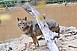 A pécsi zoo is csatlakozott az Állatkertek éjszakájához A pécsi zoo is csatlakozott az Állatkertek éjszakájához