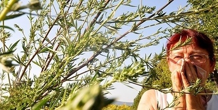 Már szenvednek az allergiások az ürömtől és a parlagfűtől Pécsett Már szenvednek az allergiások az ürömtől és a parlagfűtől Pécsett
