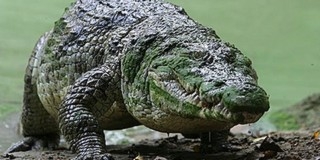Hitte volna? Gyümölcsöket is fogyasztanak a krokodilok Hitte volna? Gyümölcsöket is fogyasztanak a krokodilok