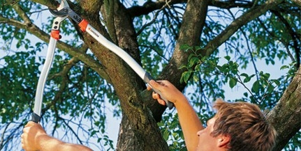 Metszi a fákat Kertvárosban a BIOKOM Metszi a fákat Kertvárosban a BIOKOM