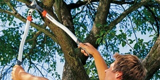 Metszi a fákat Kertvárosban a BIOKOM Metszi a fákat Kertvárosban a BIOKOM