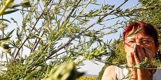 Jaj az allergiásoknak: fokozódik a parlagfű virágzása Pécsen Jaj az allergiásoknak: fokozódik a parlagfű virágzása Pécsen