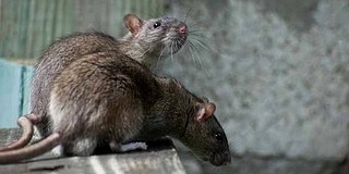 Kevesebb rágcsáló lesz Pécsen, már megkezdték az irtásukat Kevesebb rágcsáló lesz Pécsen, már megkezdték az irtásukat