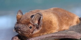 Biztonságban vannak a helyi barlangok és az élőviláguk Biztonságban vannak a helyi barlangok és az élőviláguk