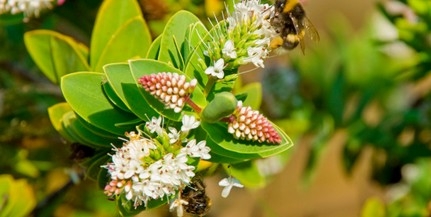 Véget ért a parlagfűszezon, bár Pécsett sok az allergén gomba Véget ért a parlagfűszezon, bár Pécsett sok az allergén gomba