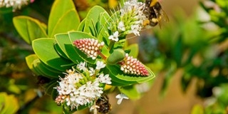 Véget ért a parlagfűszezon, bár Pécsett sok az allergén gomba Véget ért a parlagfűszezon, bár Pécsett sok az allergén gomba