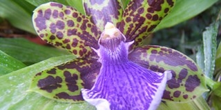 Több mint húszféle orchidea virágzik a Botanikus Kertben