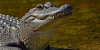 Csalival vadászik a krokodil és az aligátor Csalival vadászik a krokodil és az aligátor