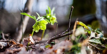 Enyhe az idő, virágzik az illatos hunyor a Mecsekben Enyhe az idő, virágzik az illatos hunyor a Mecsekben