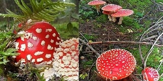 Ismét gombatanfolyam indul Pécsett