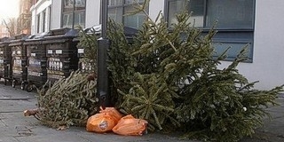 Felhasználják a kidobott karácsonyfákat