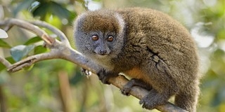 Megmentenék a kihalástól a madagaszkári makikat Megmentenék a kihalástól a madagaszkári makikat