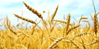 MOSZ-elnök: a '89-es szintet sem éri el a mezőgazdasági termelés