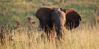 Az elefántok különbséget tudnak tenni férfi és női hang között Az elefántok különbséget tudnak tenni férfi és női hang között