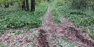 Mérgező növények is kerülhettek a Mecsekről lopott medvehagymába Mérgező növények is kerülhettek a Mecsekről lopott medvehagymába
