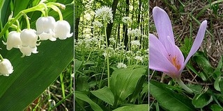 Elkapták a medvehagyma-tolvajok egy részét, azt mondják, egy polgármester bérelte őket fel Elkapták a medvehagyma-tolvajok egy részét, azt mondják, egy polgármester bérelte őket fel