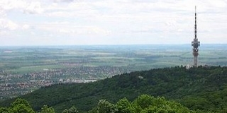 Megszabadítják az elszáradt fáktól a Mandulási tornapálya környékét