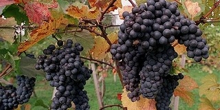 Kicsi a Pécsi Borvidék, de erős - A helyi nedű évről-évre népszerűbb Kicsi a Pécsi Borvidék, de erős - A helyi nedű évről-évre népszerűbb