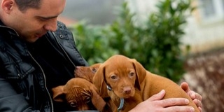 Lelepleznék a „kutyasimogató Vonával kampányoló” Jobbikot