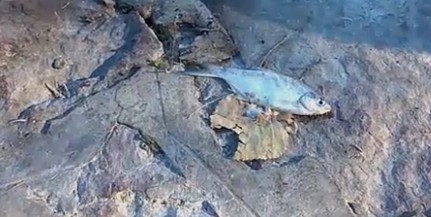 A szokásosnál nagyobb a halpusztulás a Balatonon A szokásosnál nagyobb a halpusztulás a Balatonon
